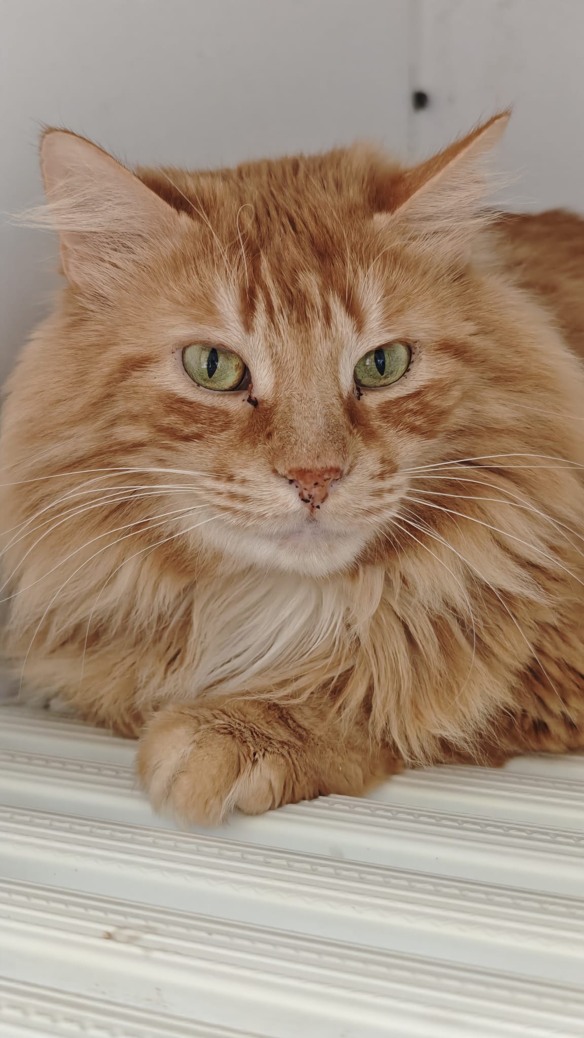 Simba
